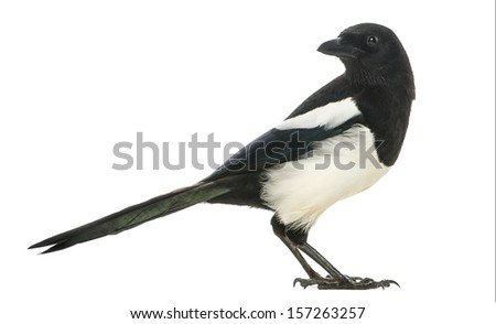 Side view of a Common Magpie looking backwards, Pica pica, isolated on white