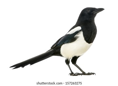 Pie Oiseau Images Stock Photos Vectors Shutterstock