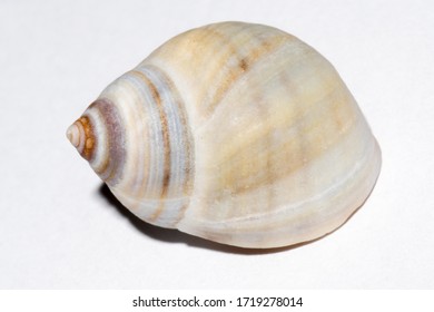 Side view of a common periwinkle shell, Littorina littorea. Photographed in a studio on white background.