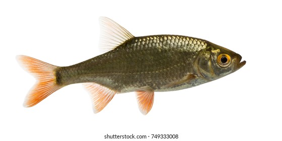 930 Rutilus rutilus Images, Stock Photos & Vectors | Shutterstock