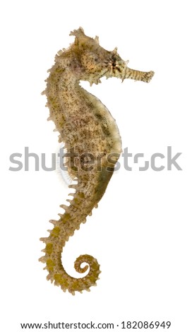 Side view of a Common Seahorse, Hippocampus kuda, isolated on white