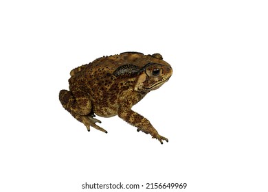 59,122 Toad background Images, Stock Photos & Vectors | Shutterstock