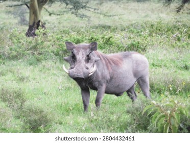 Side view of a Common Warthog with grey skin, prominent tusks, and facial warts standing in green grassland. The wild pig has a mane of reddish brown hair along its back with acacia trees and shrubs in the blurred natural background.                               