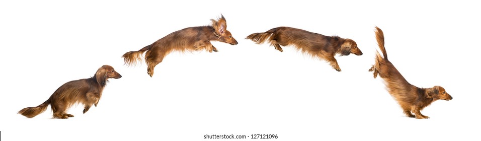 Side view Composition of a Dachshund, 4 years old, jumping against white background