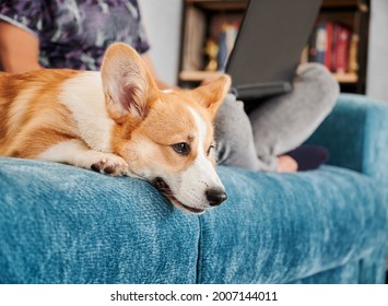 Side View Of Corgi Dog Lying On Blue Sofa, Boring And Waiting For Person To Pay Attention Or Play With Him. Man Is Working On Laptop And Sitting On Couch With His Pet. Concept Of Free Time.