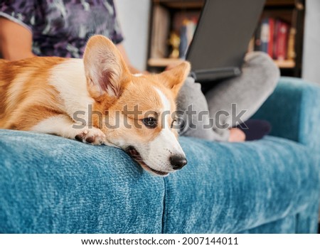Side view of corgi dog lying on blue sofa, boring and waiting for person to pay attention or play with him. Man is working on laptop and sitting on couch with his pet. Concept of free time.