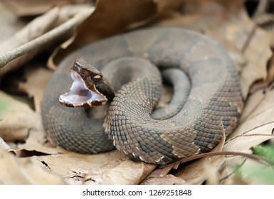 Side View Of A Cottonmouth Snake, Ready To Strike