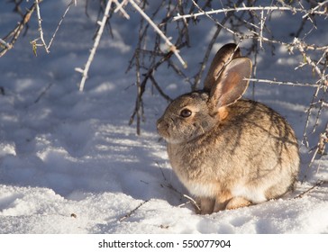 Side view of cottontail rabbit under a winter bare bush with snow on the ground. Horizontal image