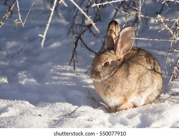 Side view of cottontail rabbit under a winter bare bush with snow on the ground. Horizontal image