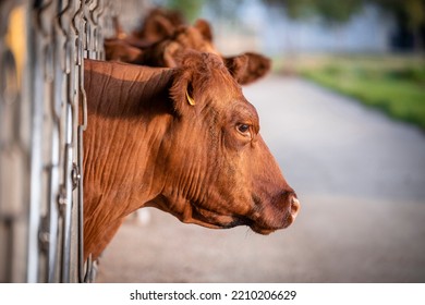 Side View Of Cow Domestic Animal Pointing Out Head Through The Fence At Cattle Farm Waiting For Food.