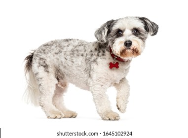 Side View Of A Crossbreed Dog Walking, Isolated On White