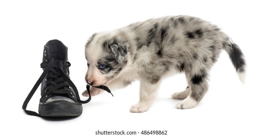 VCERTHDF Pugs Dogs Bulldog Puppy Life Print Footwear Shoe Mens White 