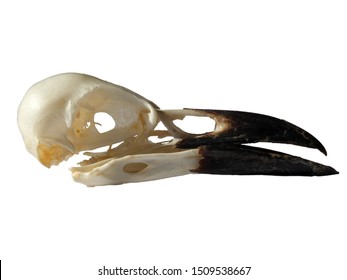 side view of a crow skull with open beak on a white background