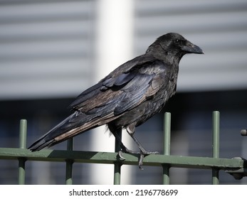 2,178 Side View Crow Images, Stock Photos & Vectors | Shutterstock