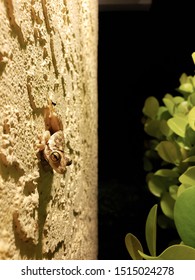 Side view of a Cuban Tree Frog in south Florida on an exterior wall of a house at night near a green bush.