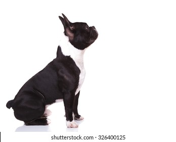 Side View Of A Curious French Bulldog Puppy Dog Looking Up To Something, Isolated On White Background