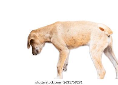 Side view of a curious light brown dog sniffing the ground, perfect for pet care, animal behavior, and outdoor photography.