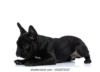 Side View Of Curious Lovely French Bulldog Doggy Sniffing And Laying Down Isolated On White Background In Studio