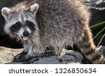 Side view of a cute baby raccoon standing outside on a rock, with a newly captured crab between her two front paws.