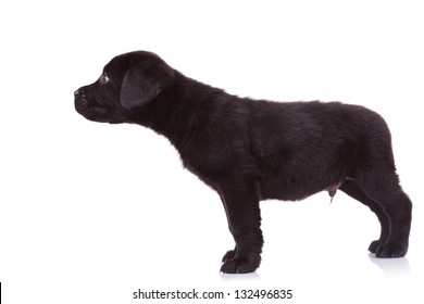 Side View Of A Cute Black Labrador Retriever Puppy Dog Sniffing Something On White Background