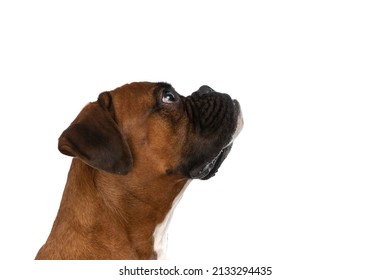 Side View Of A Cute Boxer Dog Waiting In Line To Be Fed Against White Studio Background