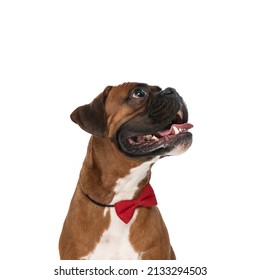 Side View Of A Cute Boxer Dog Sticking Out His Tongue, Wearing A Red Bowtie And Sitting Against White Background