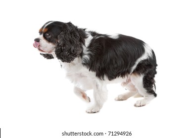 Side View Of Cute Cavalier King Charles Spaniel Dog Walking, On A White Background