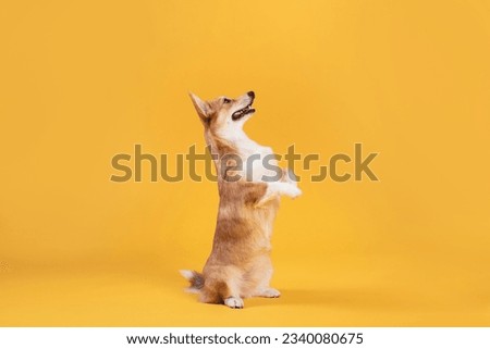 Side view of cute corgi dog standing on hind legs and listening owner's commands, looking at free space isolated on yellow studio background