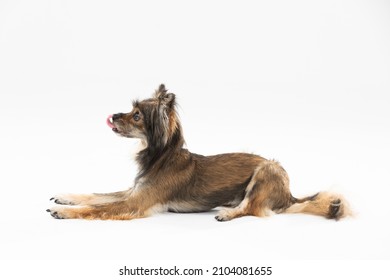 Side View Of A Cute Dog Lying Down Licking His Nose. A Multi-breed Dog. He Is Looking Ahead.