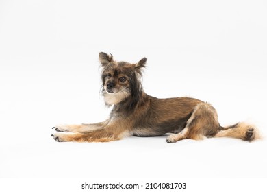 Side View Of A Cute Dog Lying Down Looking Into The Camera. A Multi-breed Dog. He Is Looking Ahead.