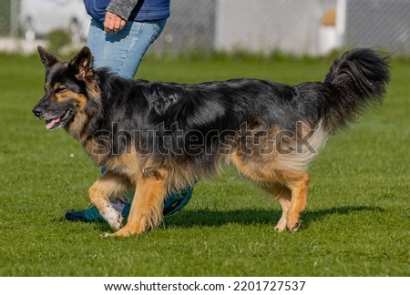 A side view of a cute German Shepherd Border Collie mixed breed dog on the green grass at a traini