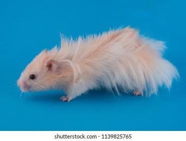 Side view of a cute golden long-haired Syrian hamster on a bright blue background