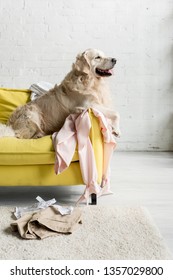 Side View Of Cute Golden Retriever Lying On Yellow Sofa In Messy Apartment 