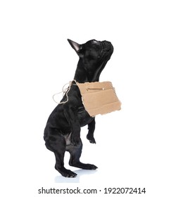 1,351 Dog Back Side View Stock Photos, Images & Photography | Shutterstock