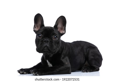 Side View Of Cute Little French Bulldog Puppy Looking Up While Laying Down Isolated On White Background In Studio