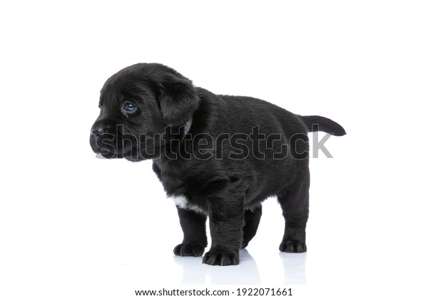 Side View Cute Little Labrador Retriever Stock Photo 1922071661 ...