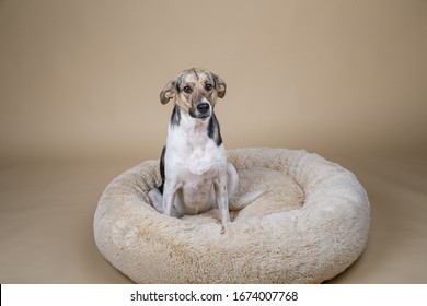 Side view of Cute mongrel dog looking at camera while resting on fluffy dog bed at home