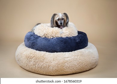 Side view of Cute purebred Chinese crested dog looking at camera while resting on three cushions on top of each other