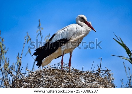 A side view of a cute stork resting in its nest under a blue sky