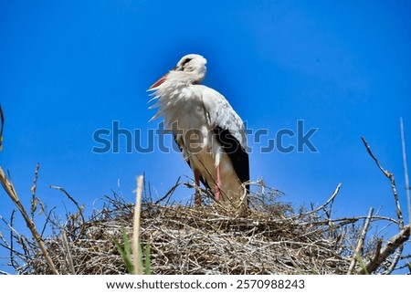 A side view of a cute stork resting in its nest under a blue sky