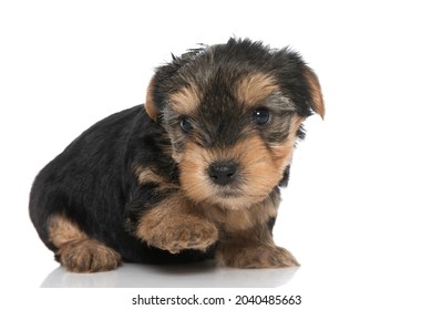 Side View Of A Cute Yorkshire Terrier Dog Laying Down With One Paw Up Against White Background