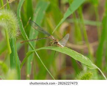 Side view of a Damselfly devouring a Mayfly. 