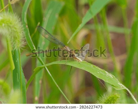Side view of a Damselfly devouring a Mayfly. 