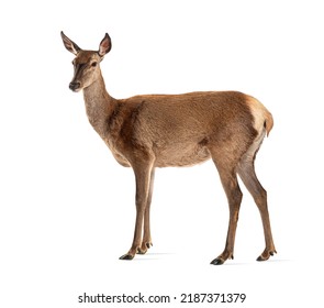 Side view of a doe, Female red deer, isolated on white