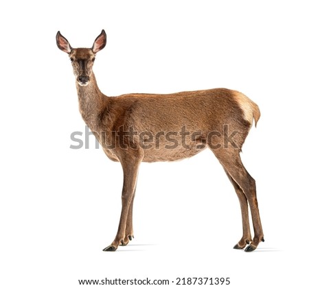 Side view of a doe looking at the camera, Female red deer, isolated on white