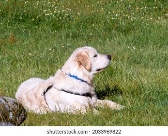 Side View Of A Dog Lying Down On Grassy Field. Dog With Harness Lying Down On A Meadow Looking Away.