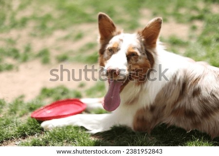 side view of dog panting with his frisbee after a game of fetch