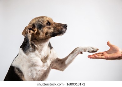 Side View Dog Paw And Human Hand Doing A Handshake On Gray Background