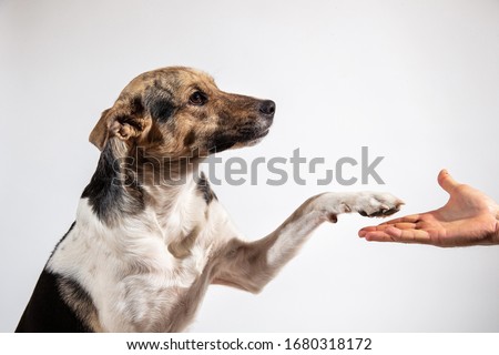 Side view Dog paw and human hand doing a handshake on gray background