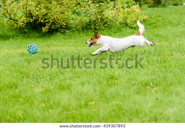 裏庭で遊ぶ ボールを追いかける犬の側面 の写真素材 今すぐ編集